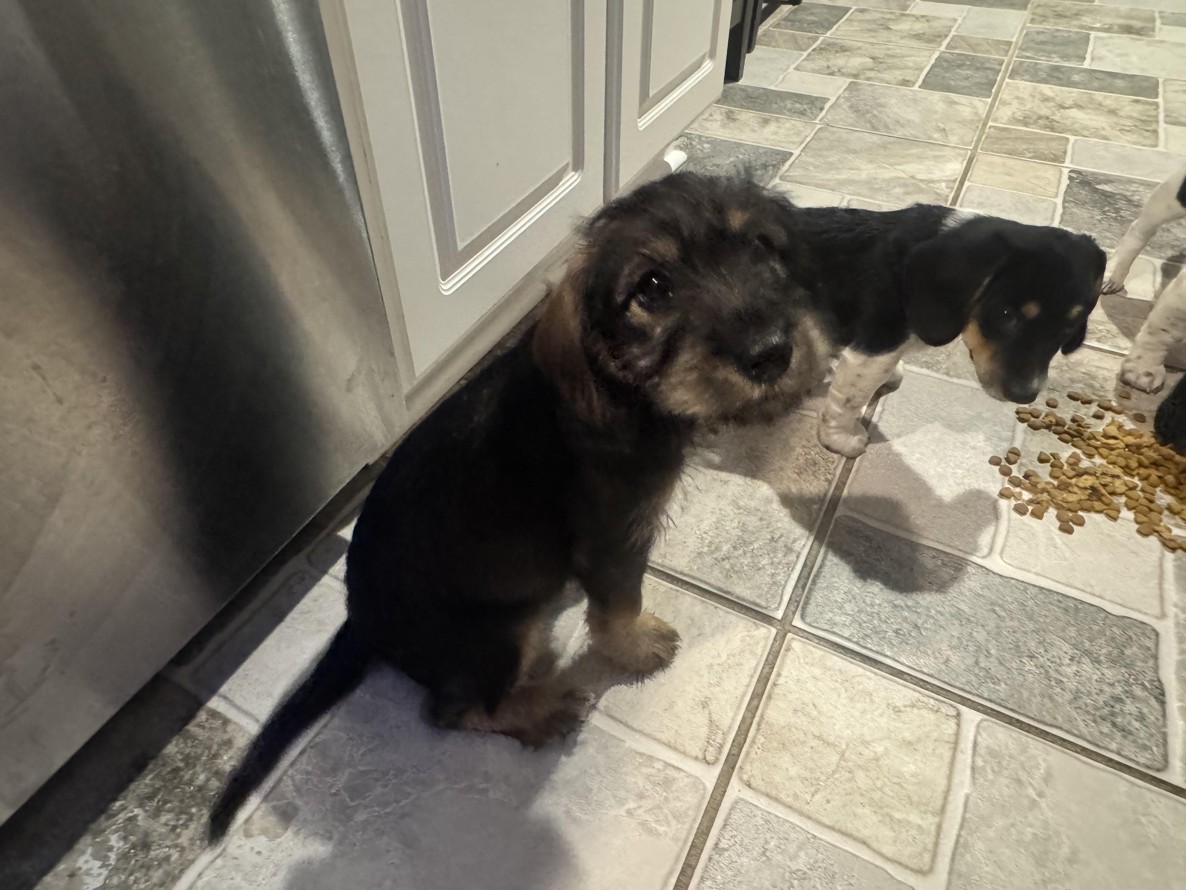 Enlarge Ruth, an adopted mixed breed in Stuarts Draft, VA image 2/6