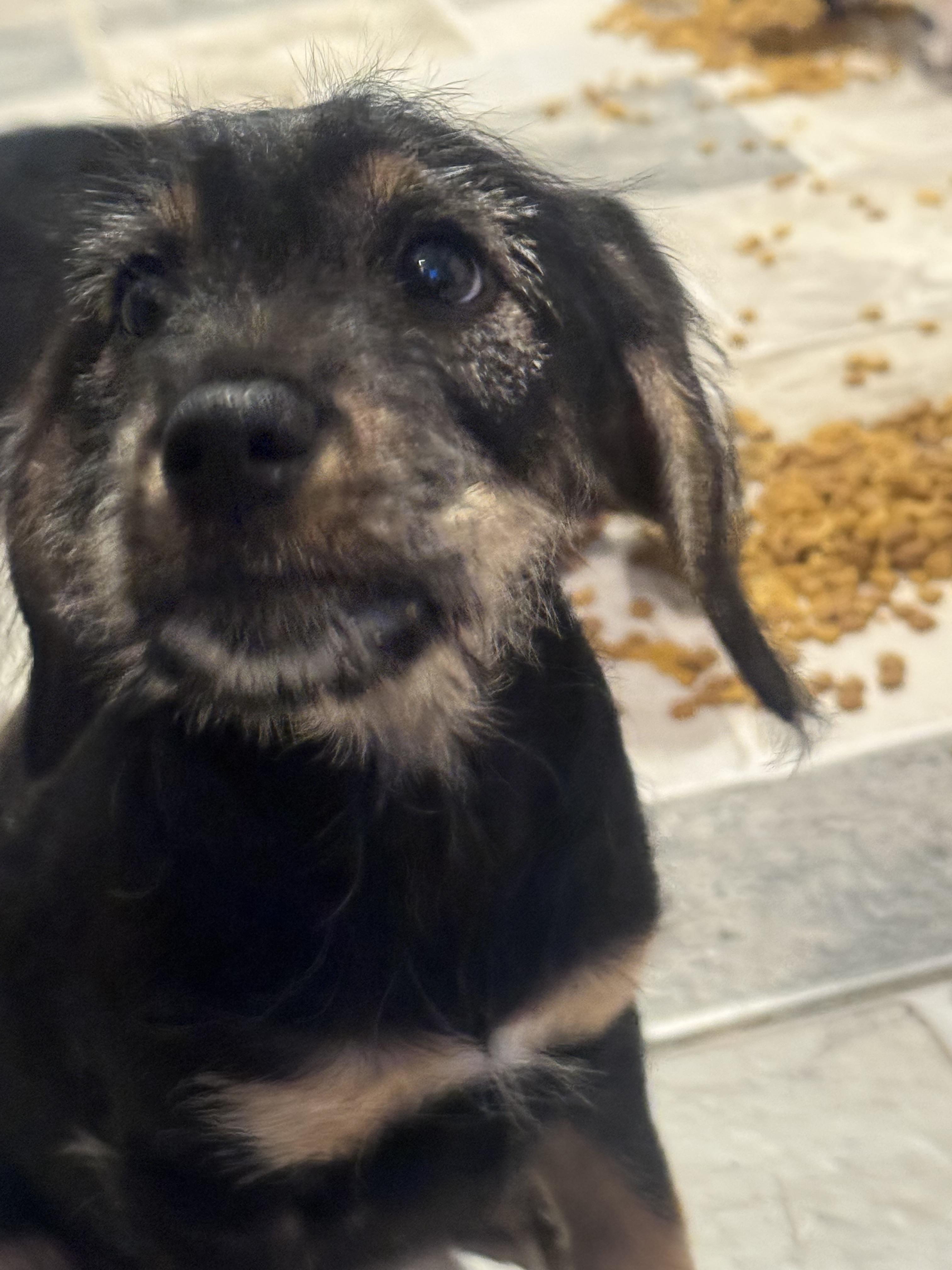 Enlarge Ruth, an adopted mixed breed in Stuarts Draft, VA image 3/6