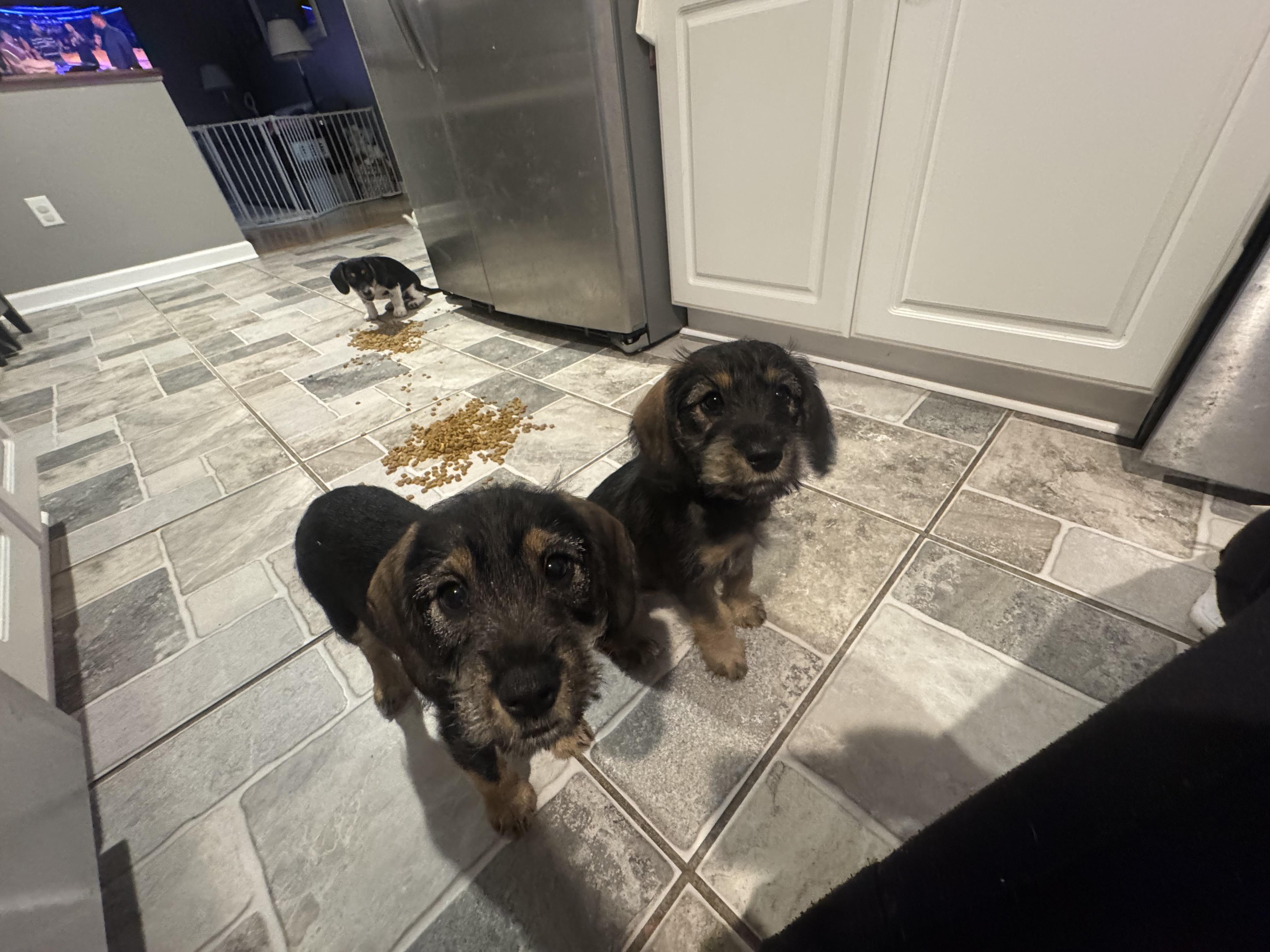 Ruth, adopted, Puppy Female Dachshund & Beagle.