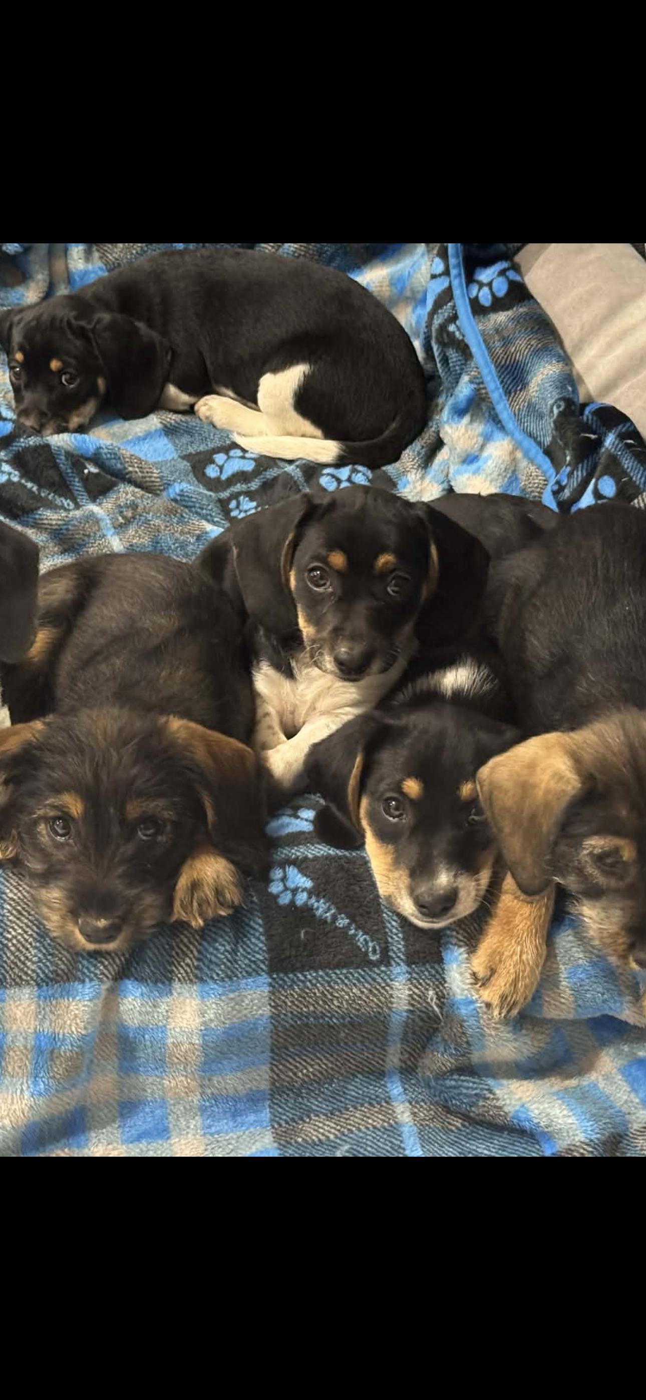 Enlarge Ruth, an adopted mixed breed in Stuarts Draft, VA image 5/6