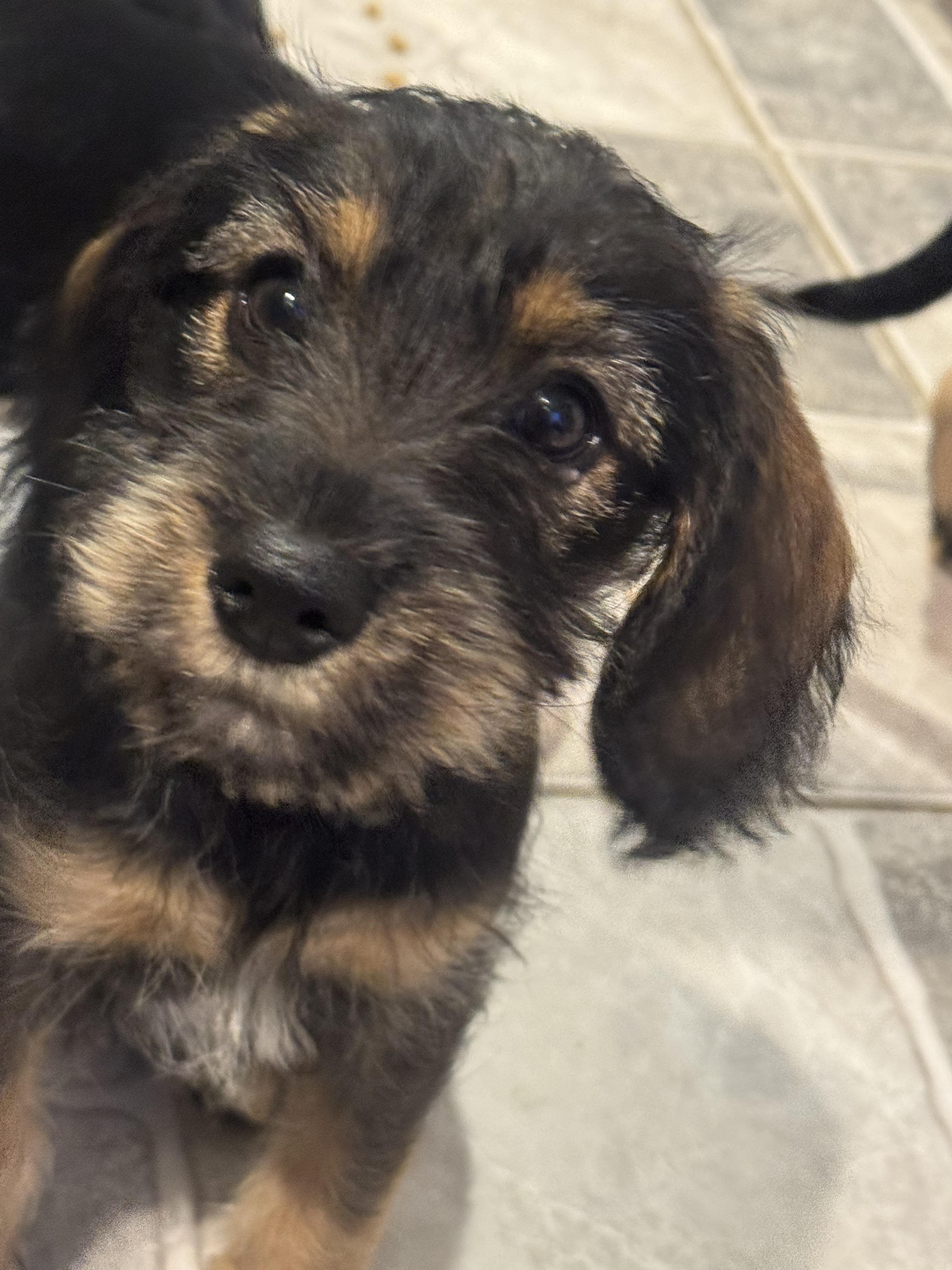 Enlarge Ruth, an adopted mixed breed in Stuarts Draft, VA image 4/6