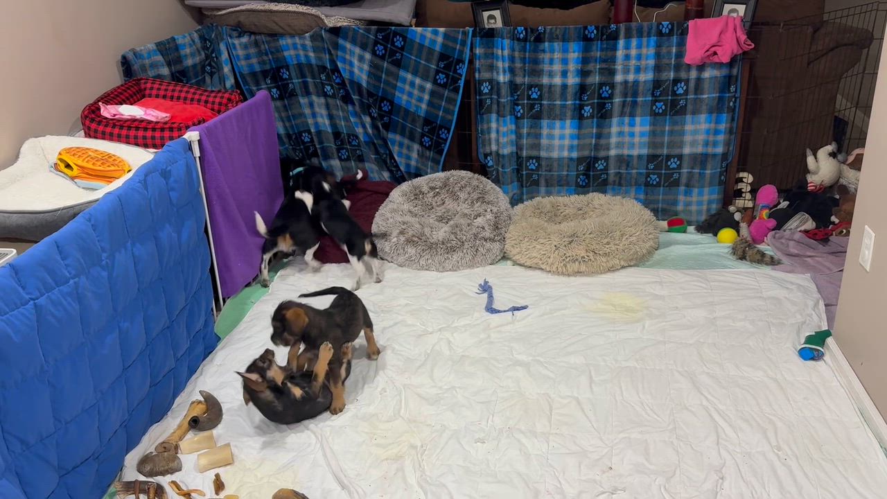 Enlarge Ruth, an adopted mixed breed in Stuarts Draft, VA video 6/6