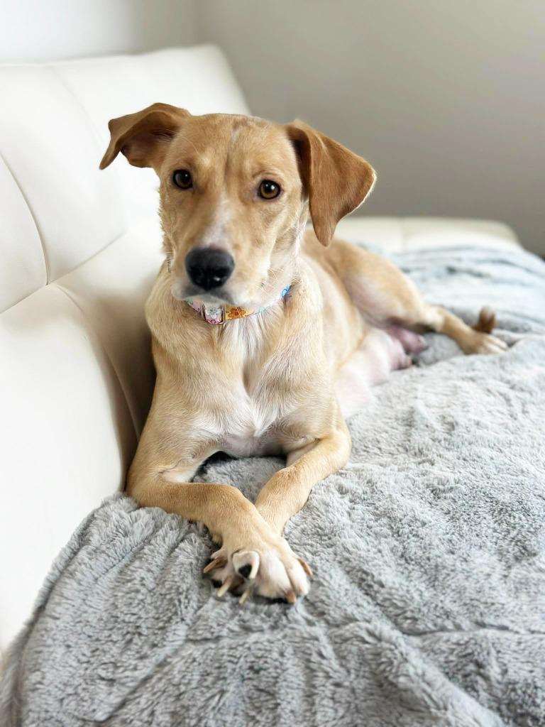 Angel, Adoptable, Young Female Airedale Terrier & Labrador Retriever.