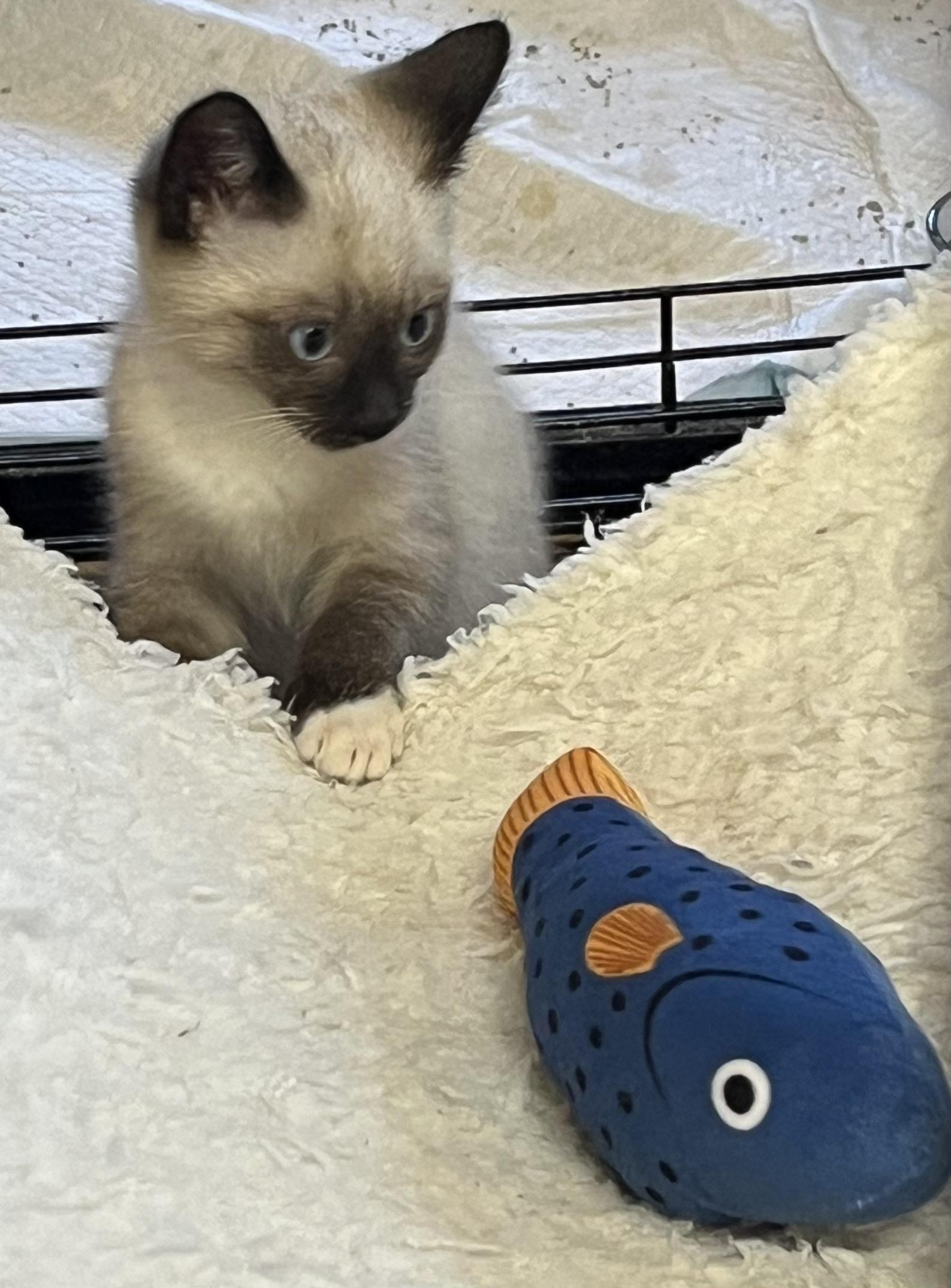 Enlarge Sammy, a Adopted mixed breed in Plain City, OH image 2/5