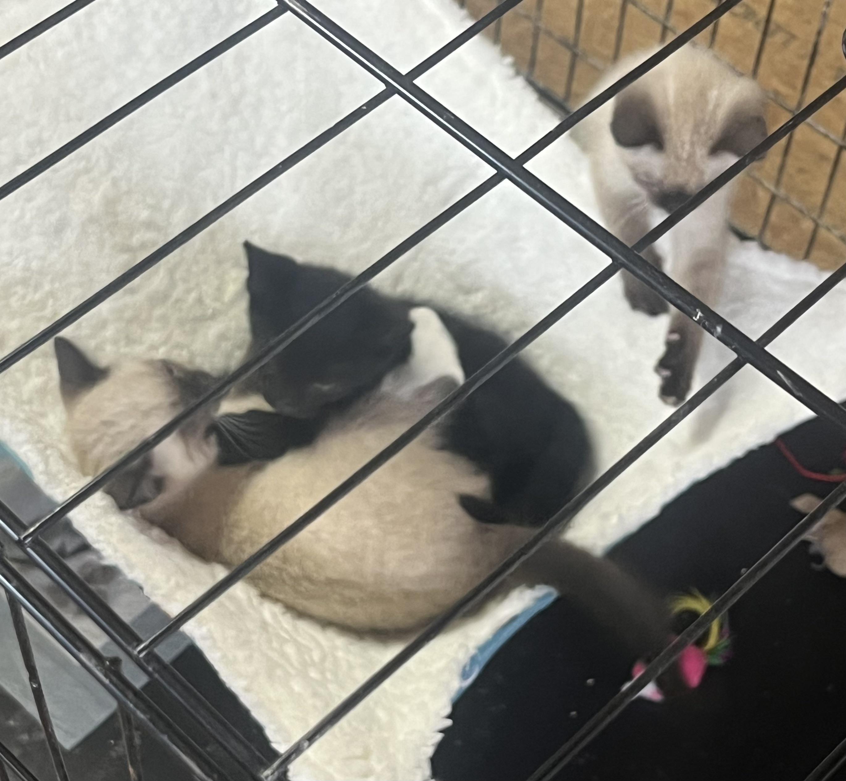 Enlarge Sammy, a Adopted mixed breed in Plain City, OH image 5/5