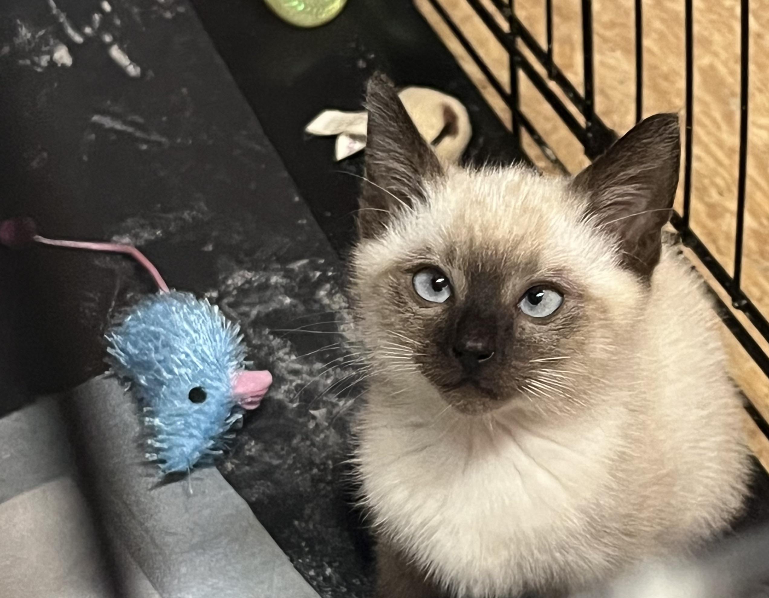 Sammy, Adopted, Kitten Male Snowshoe & Siamese.