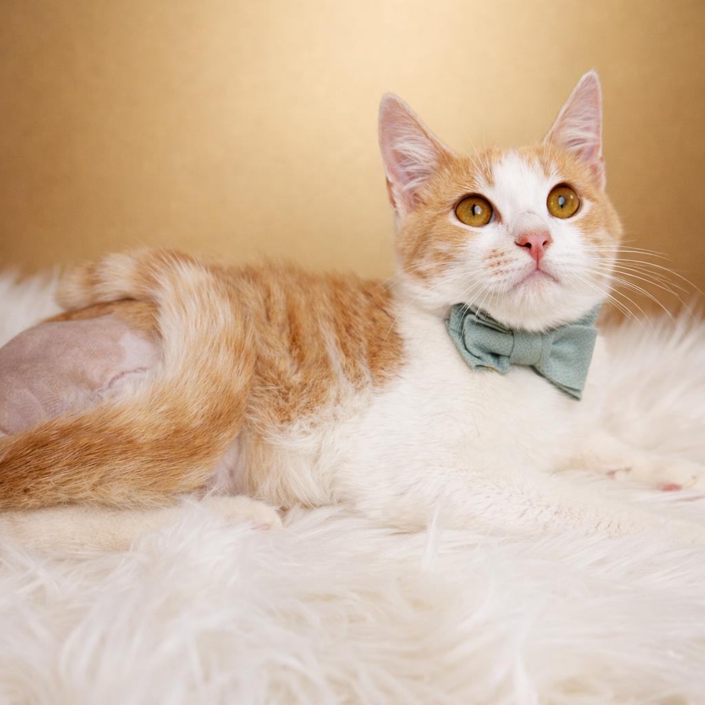 Stanley 3 Legged cat who'll steal your heart **SEE his video, ADOPTABLE, Kitten Male Domestic Short Hair.