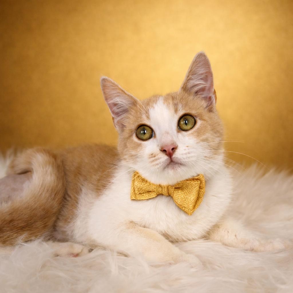 Enlarge Stanley 3 Legged cat who'll steal your heart **SEE his video, a ADOPTABLE Domestic Short Hair in Houston, TX image 2/6