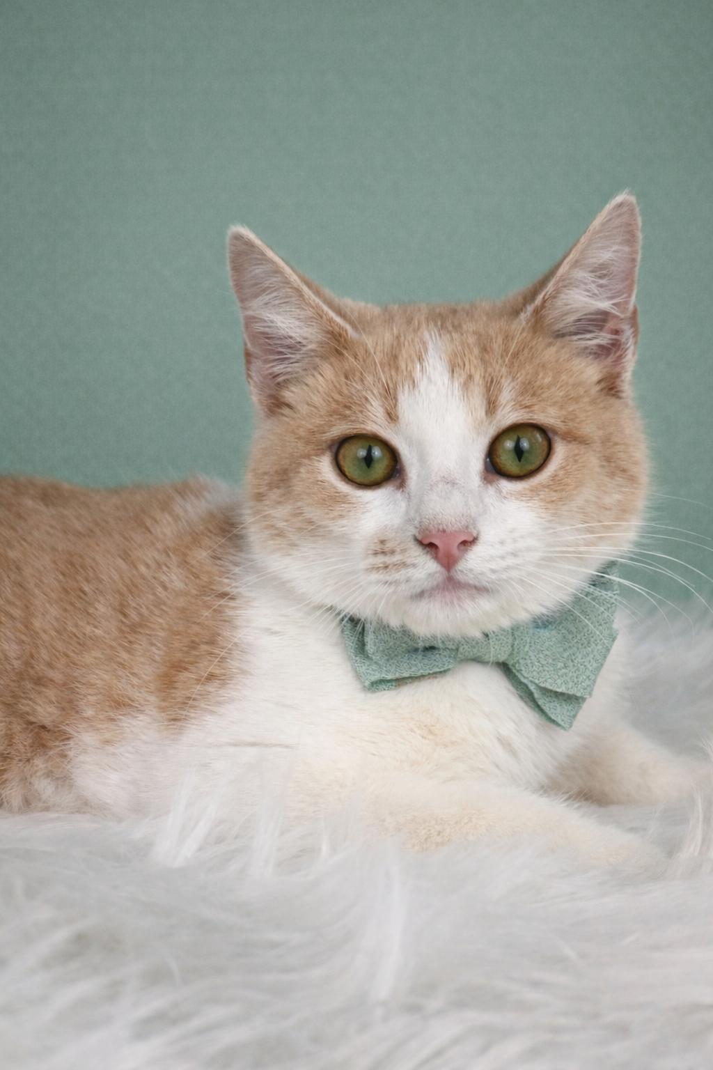 Enlarge Stanley 3 Legged cat who'll steal your heart **SEE his video, a ADOPTABLE Domestic Short Hair in Houston, TX image 5/6