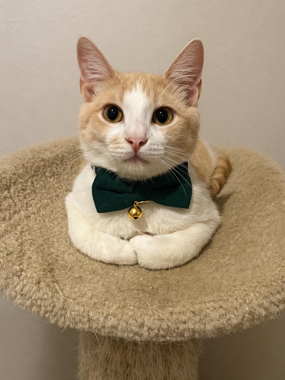 Enlarge Stanley 3 Legged cat who'll steal your heart **SEE his video, a ADOPTABLE Domestic Short Hair in Houston, TX image 1/6