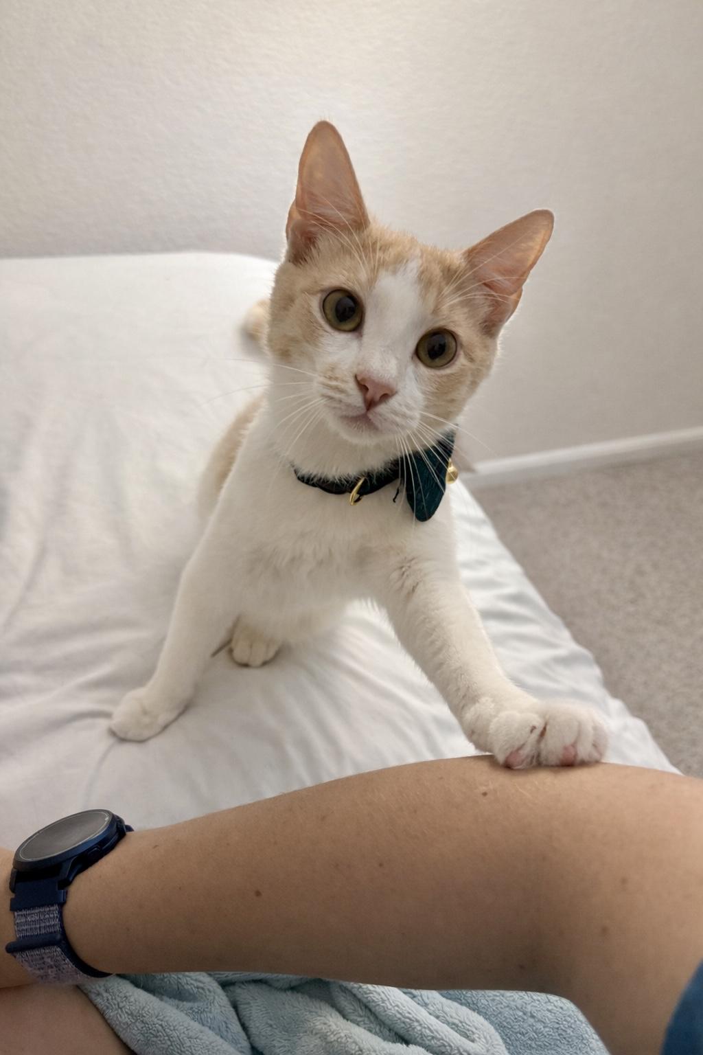Enlarge Stanley 3 Legged cat who'll steal your heart **SEE his video, a ADOPTABLE Domestic Short Hair in Houston, TX image 2/6