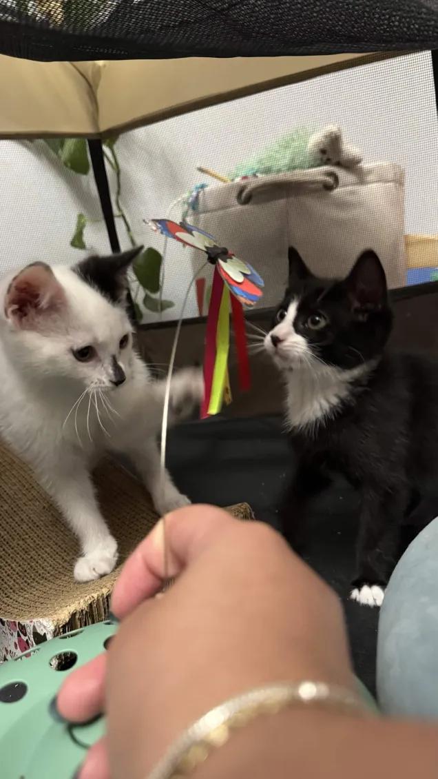 Yin & Yang (10 weeks), a Adoptable American Shorthair in Florham Park, NJ image 4/6