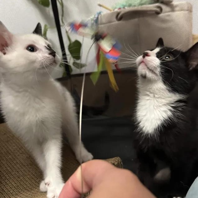 Yin & Yang (10 weeks), a Adoptable American Shorthair in Florham Park, NJ image 1/6