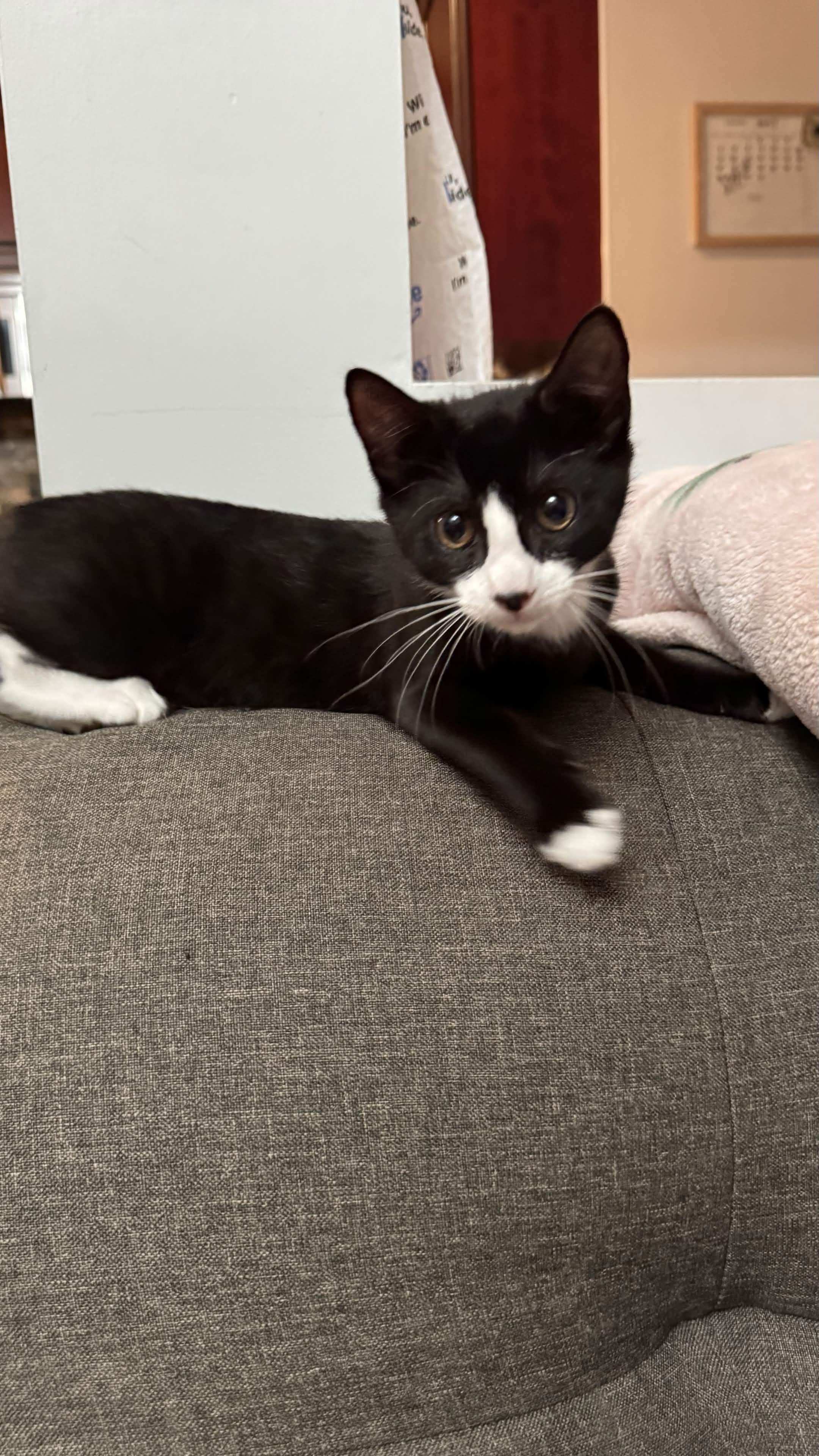 Yang, a Adoptable American Shorthair in Union City, NJ image 4/6