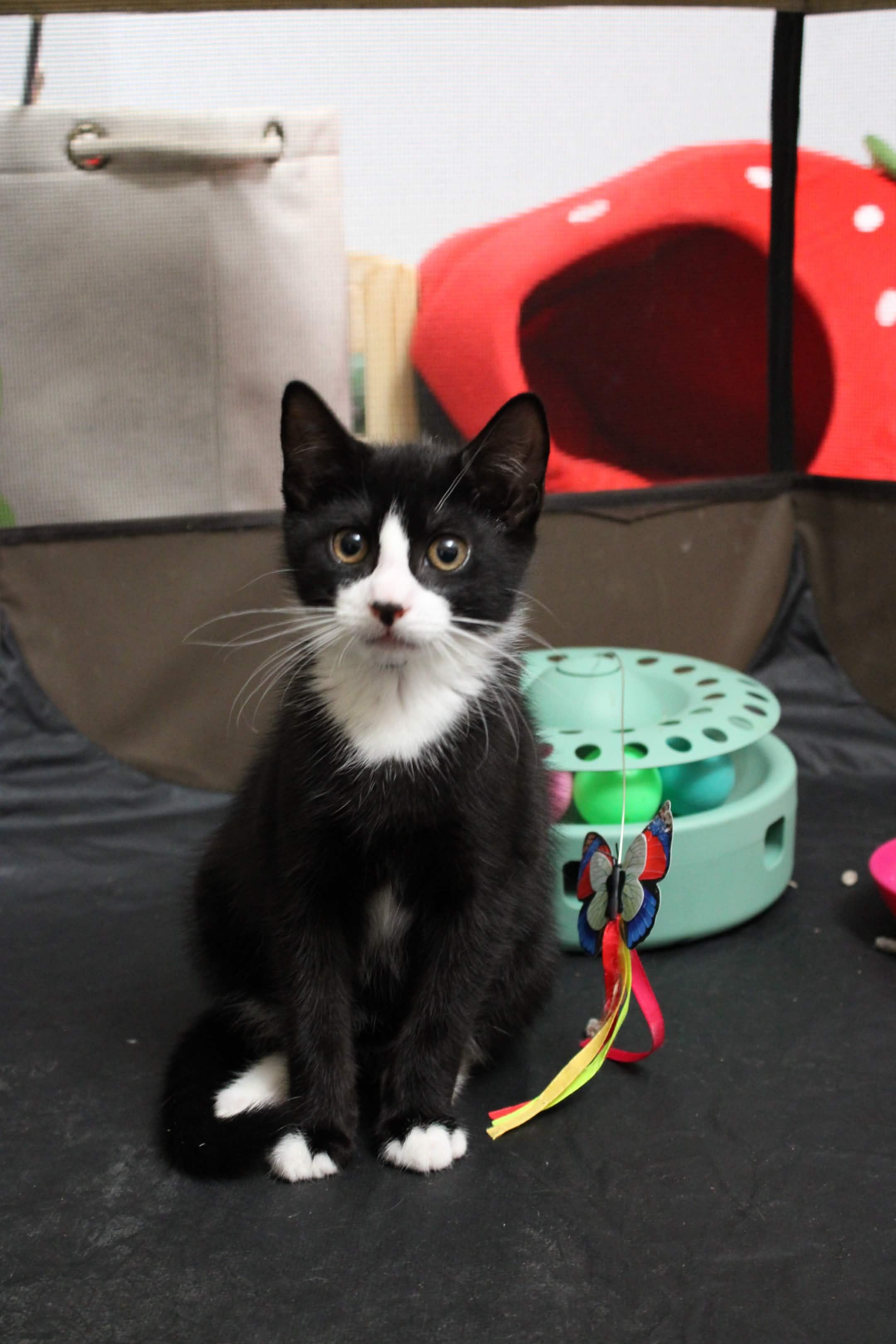 Yin & Yang (10 weeks), a Adoptable American Shorthair in Florham Park, NJ image 3/6