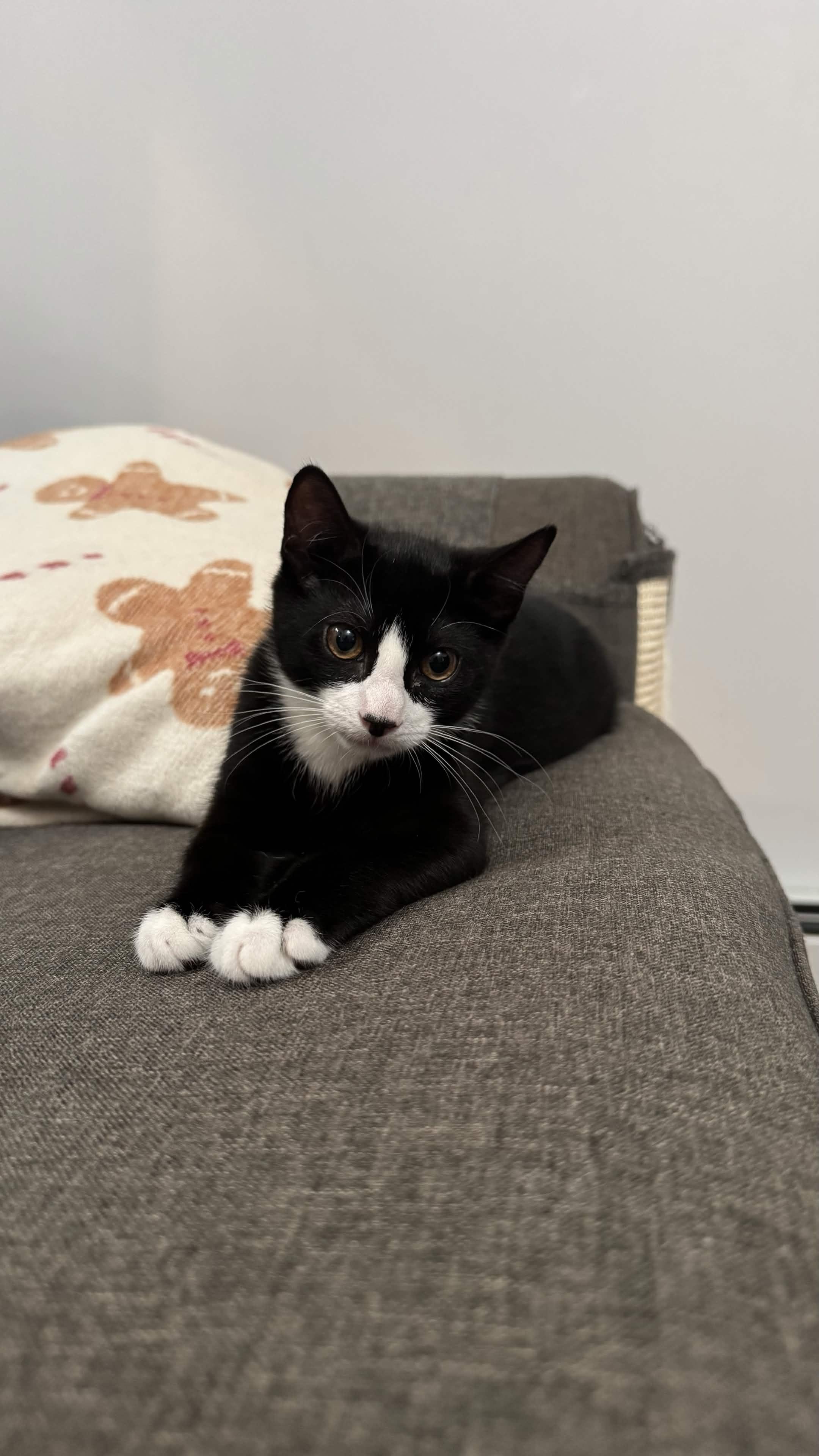 Yang, a Adoptable American Shorthair in Union City, NJ image 2/6