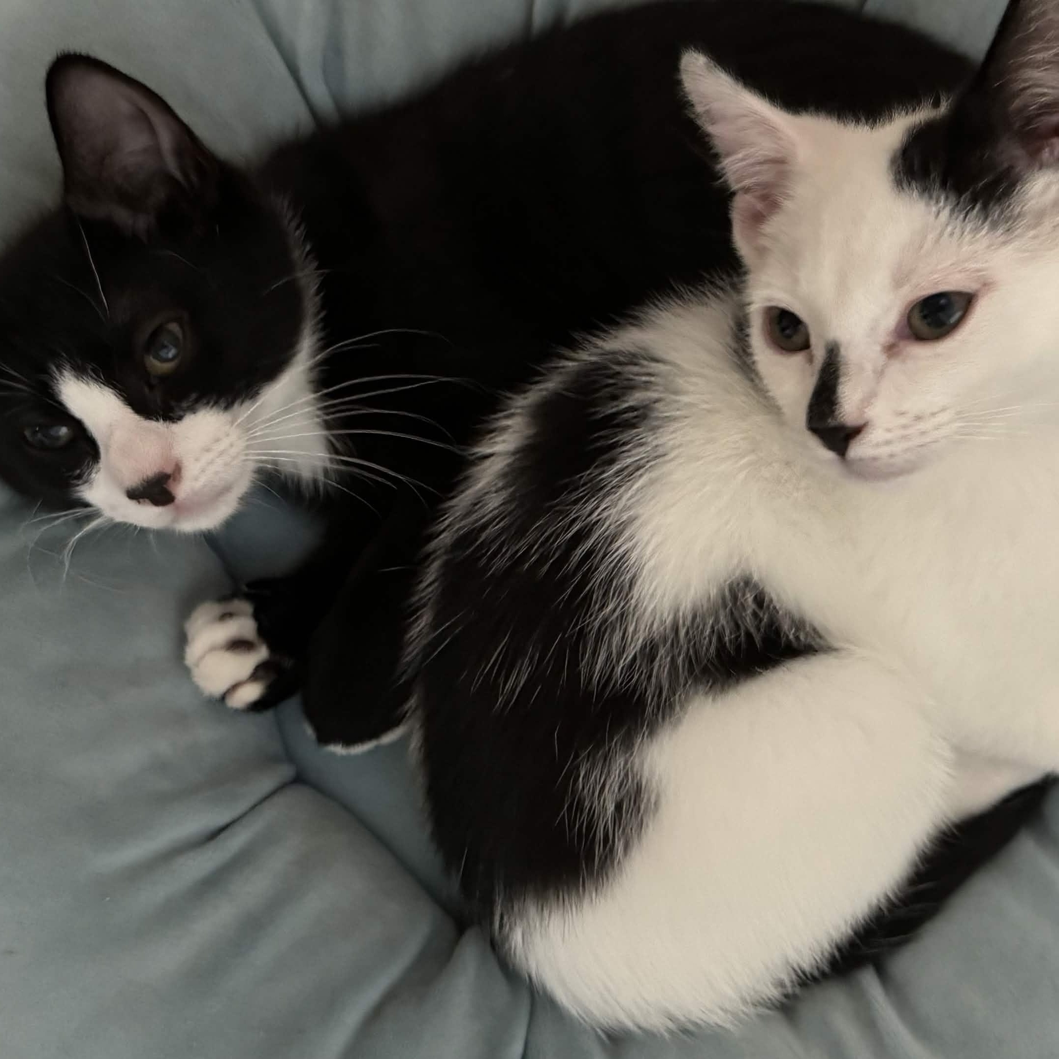 Yin & Yang, Adoptable, Kitten Male American Shorthair.