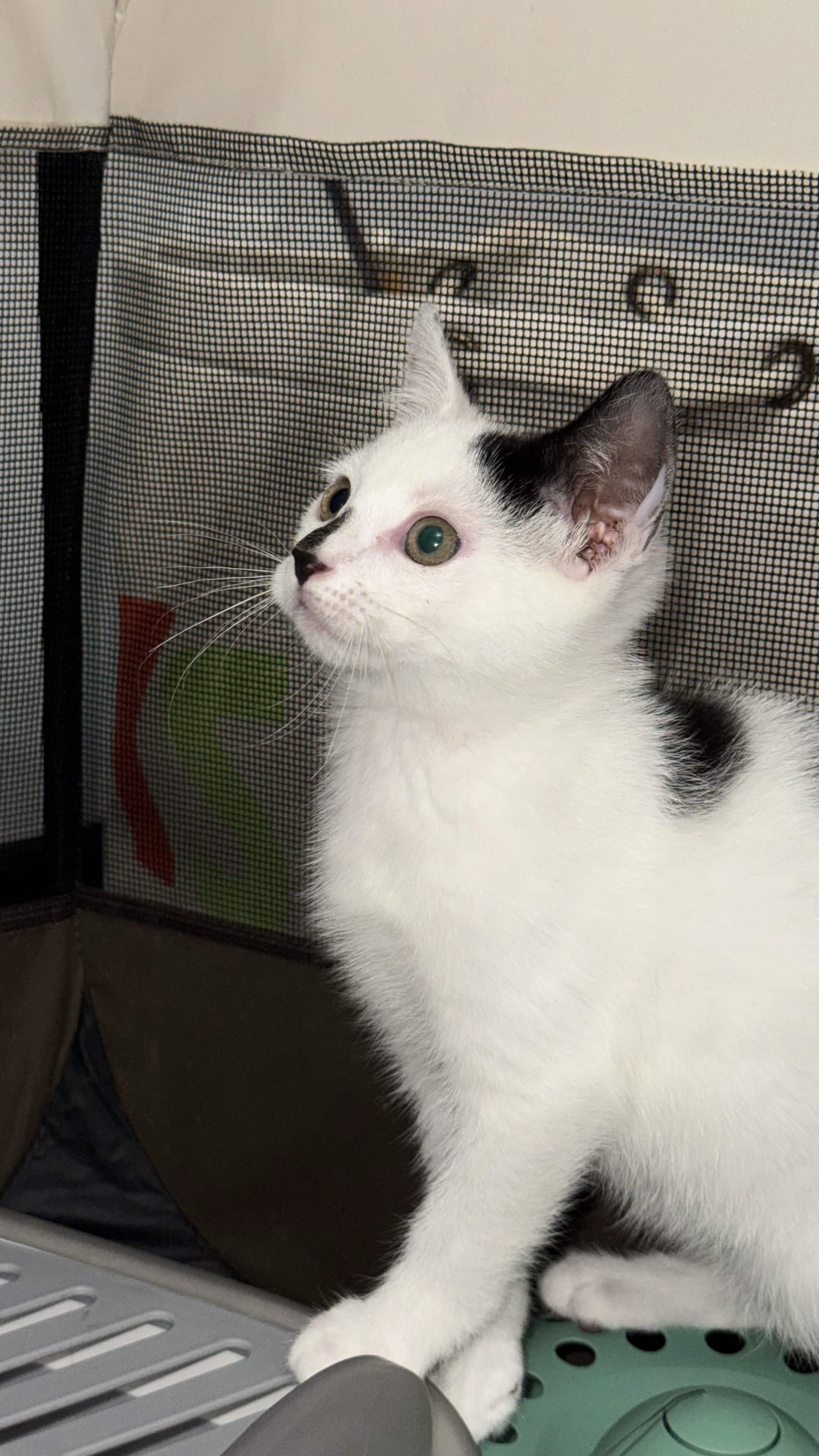 Yin & Yang (10 weeks), a Adoptable American Shorthair in Florham Park, NJ image 5/6