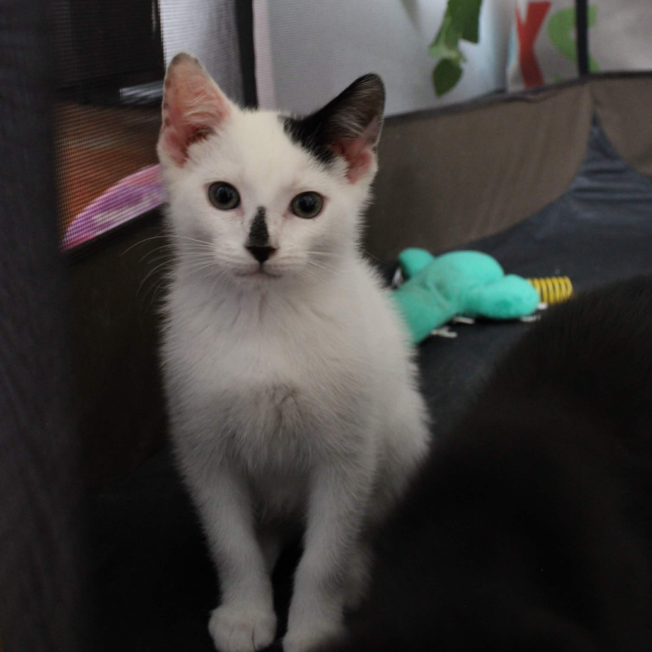Yin & Yang (10 weeks), a Adoptable American Shorthair in Florham Park, NJ image 2/6