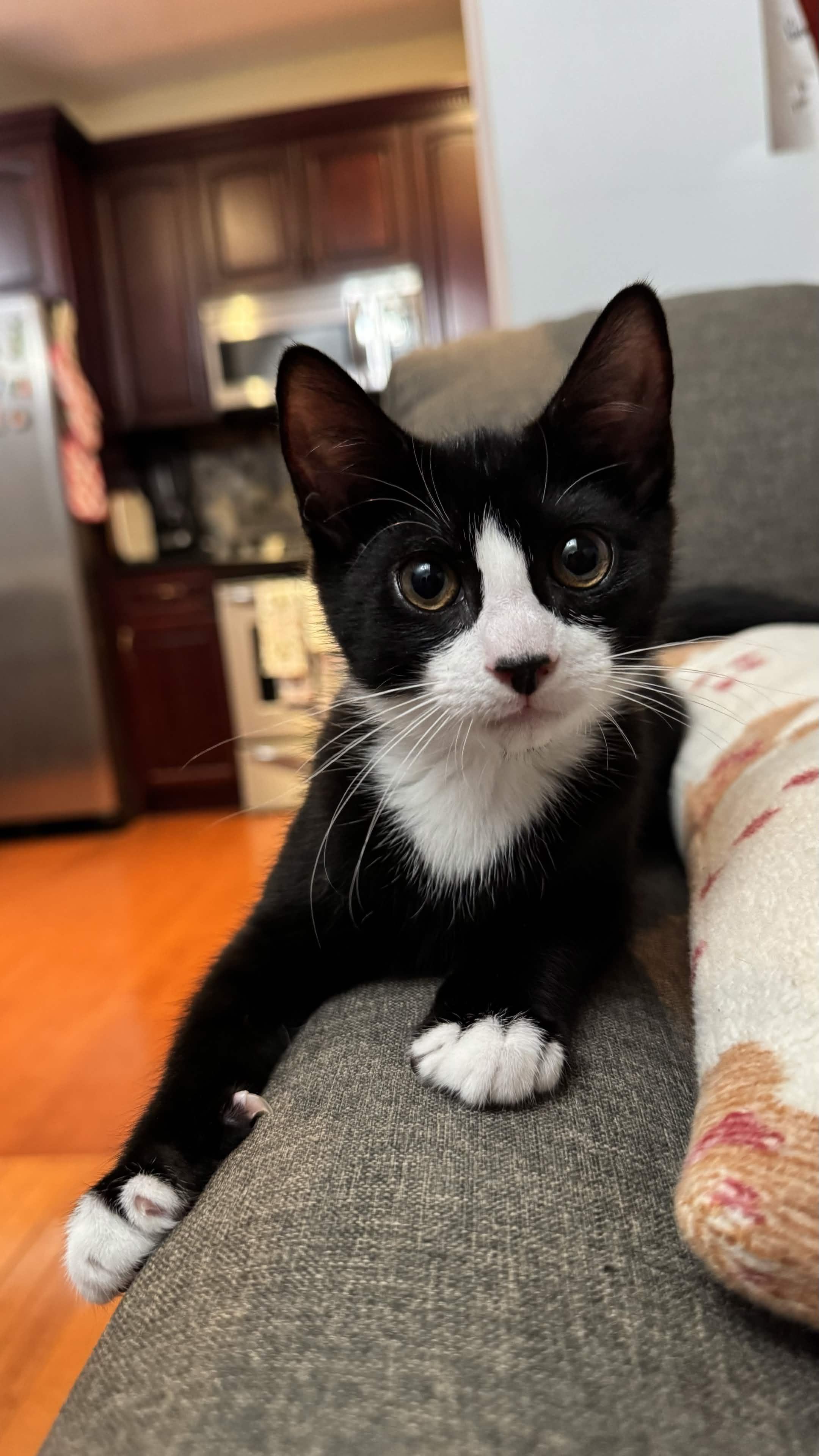 Yang, Adoptable, Kitten Female American Shorthair.