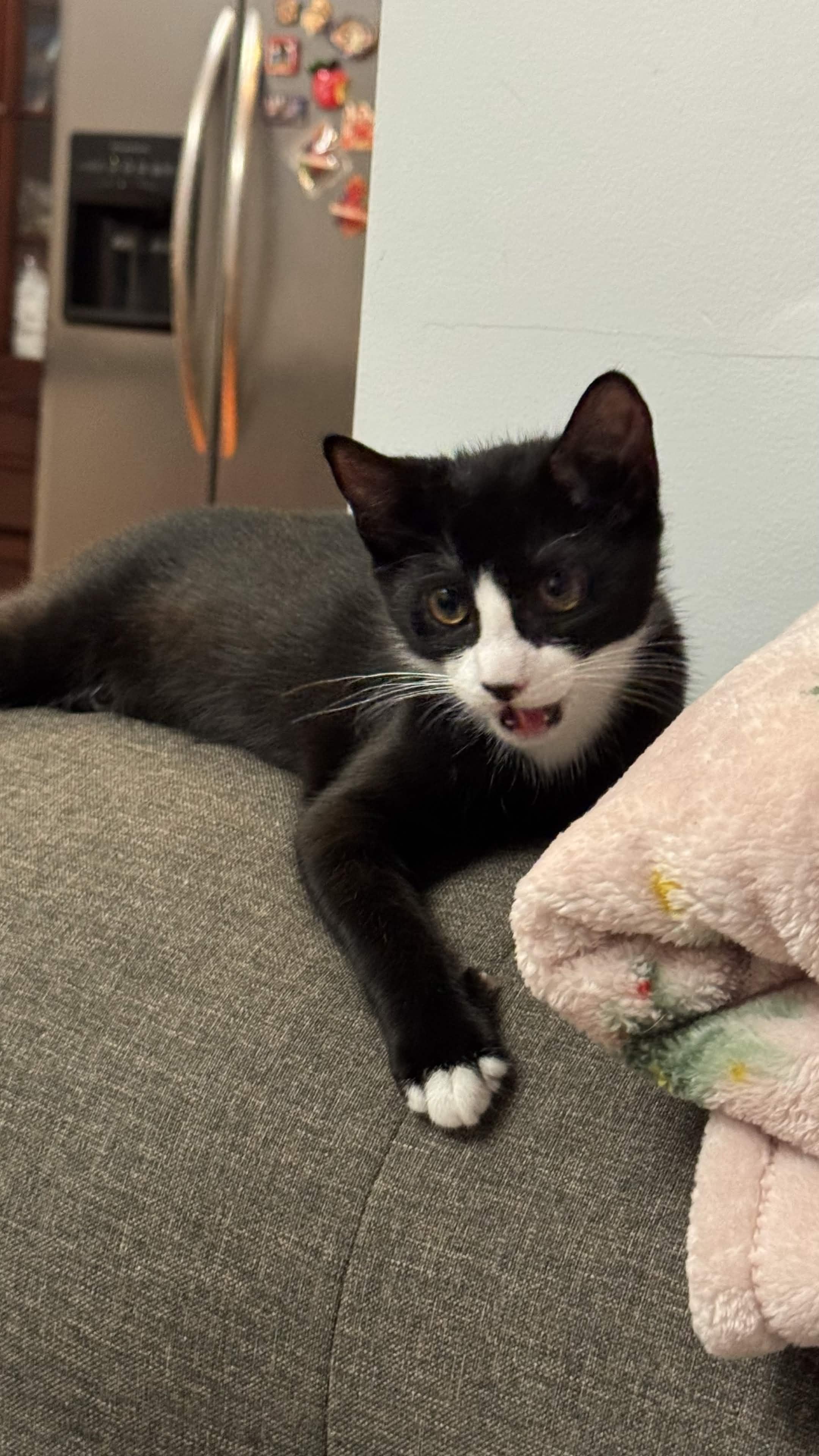 Yang, a Adoptable American Shorthair in Union City, NJ image 5/6