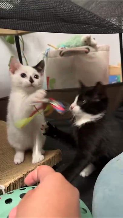 Enlarge Yin & Yang (10 weeks), a Adoptable American Shorthair in Florham Park, NJ video 6/6