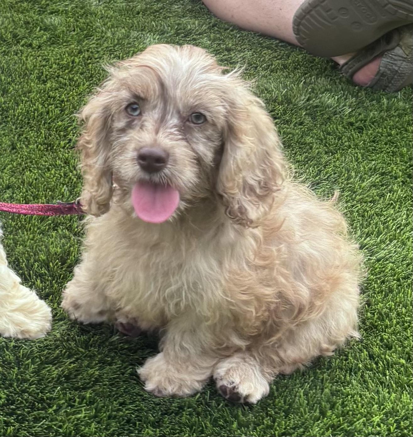Lady, a ADOPTABLE mixed breed in Overland Park, KS image 1/2