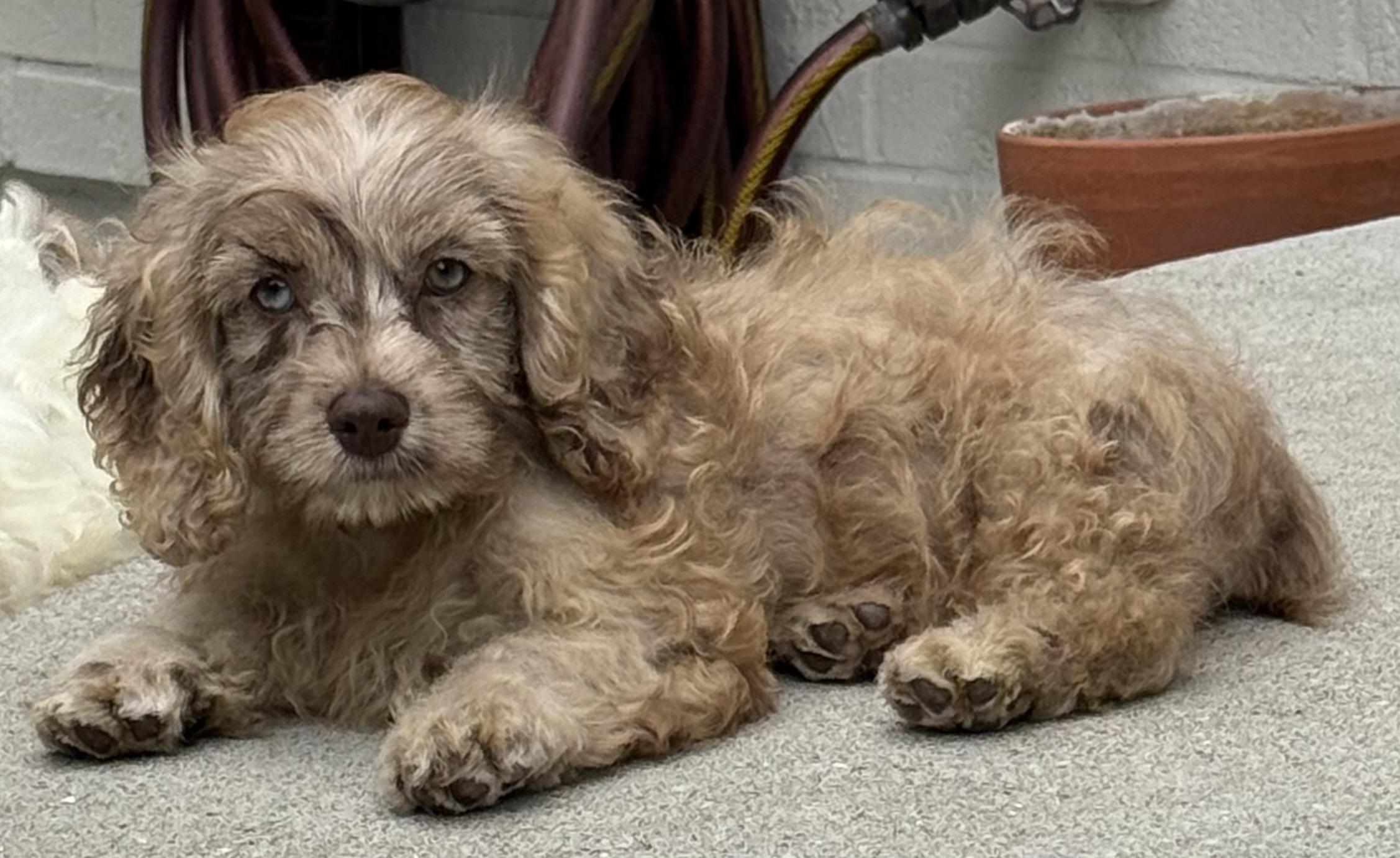 Lady, a ADOPTABLE mixed breed in Overland Park, KS image 2/2