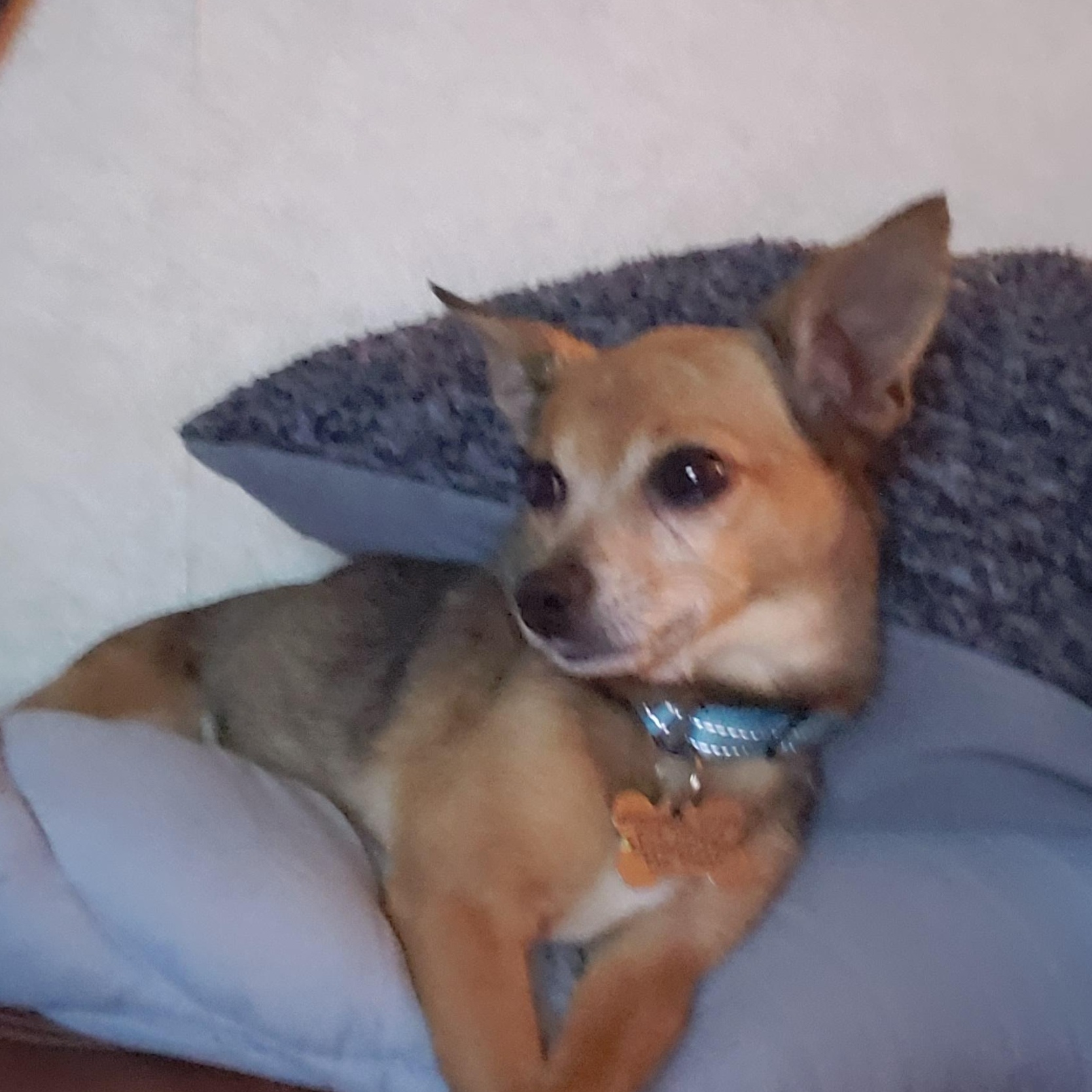 Ruggy, an adoptable mixed breed in Albany, NY image 3/6