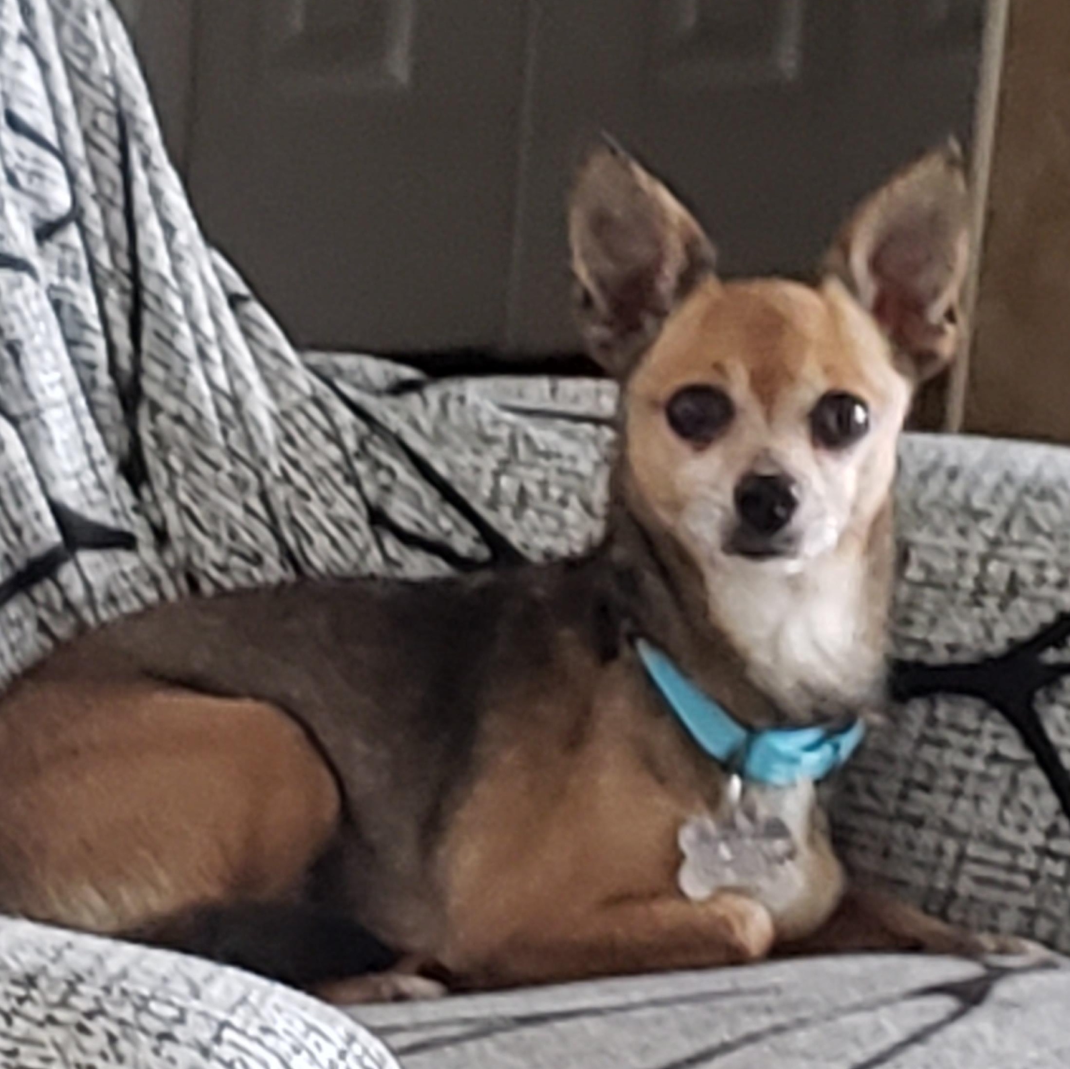 Ruggy, an adoptable mixed breed in Albany, NY image 2/6