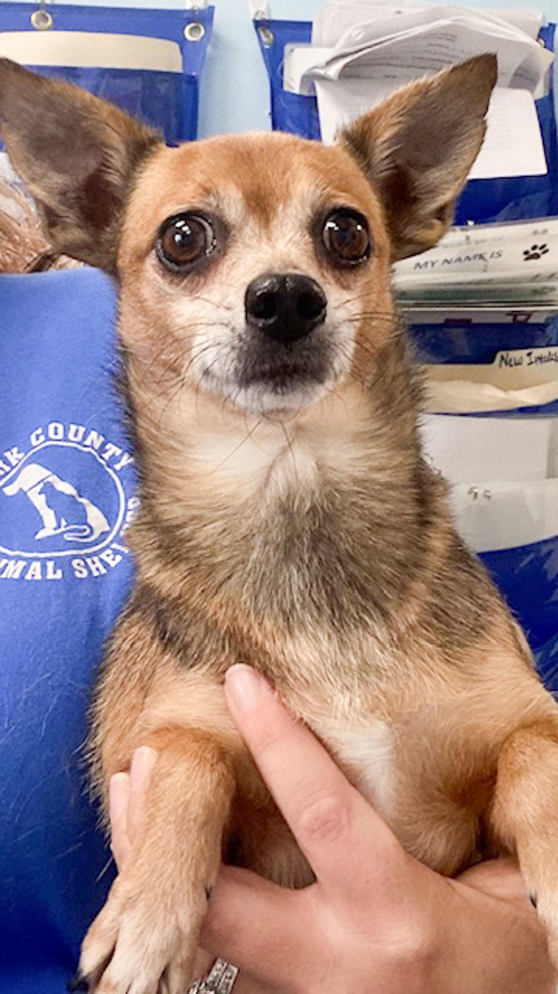 Ruggy, an adoptable mixed breed in Albany, NY image 6/6