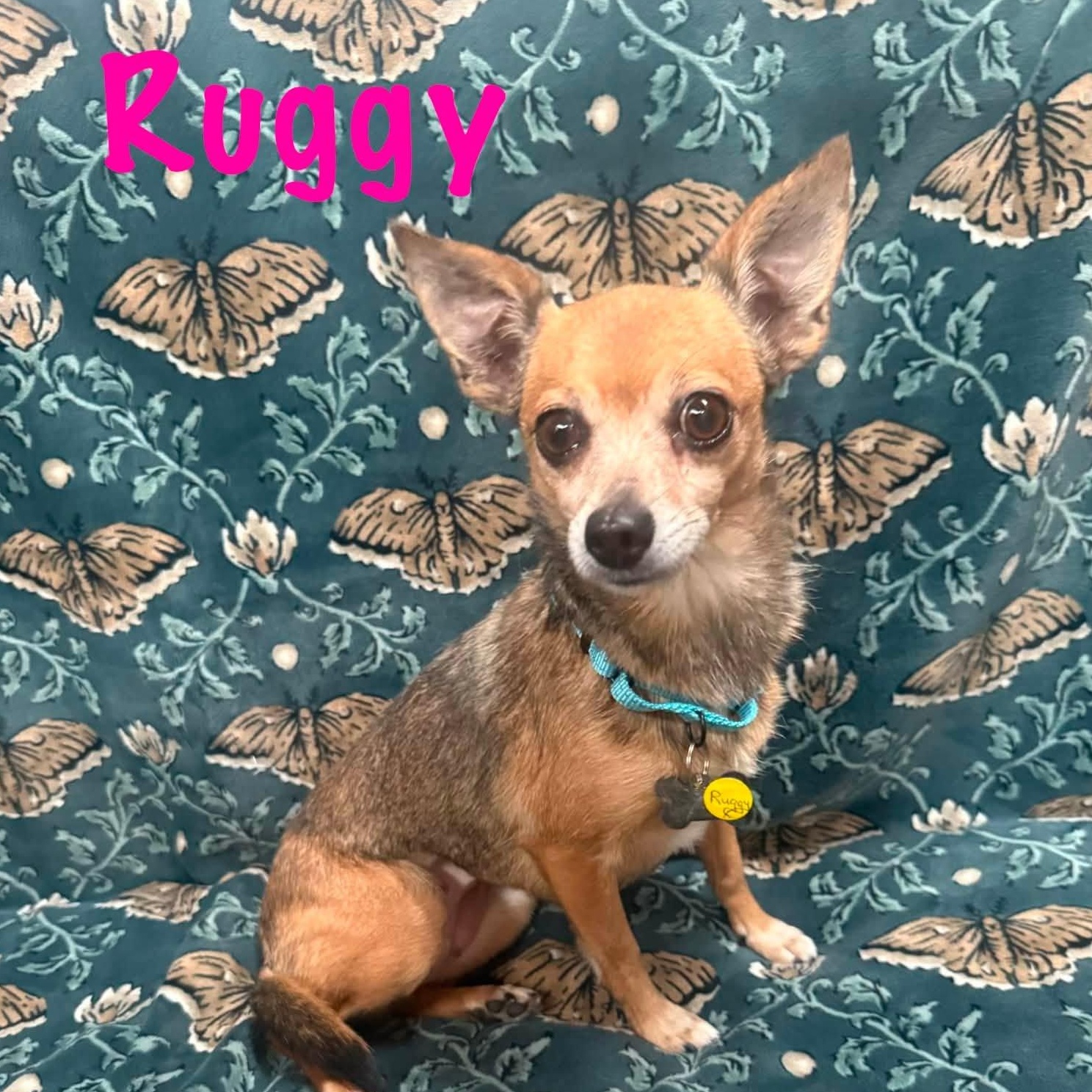 Ruggy, an adoptable mixed breed in Albany, NY image 5/6