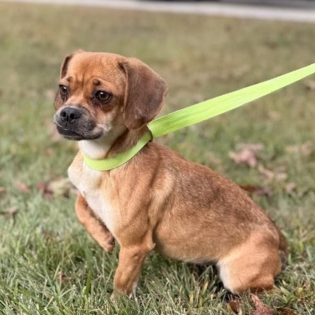 Enlarge Agnes, a Adoptable Chihuahua in Locust Fork, AL image 2/3