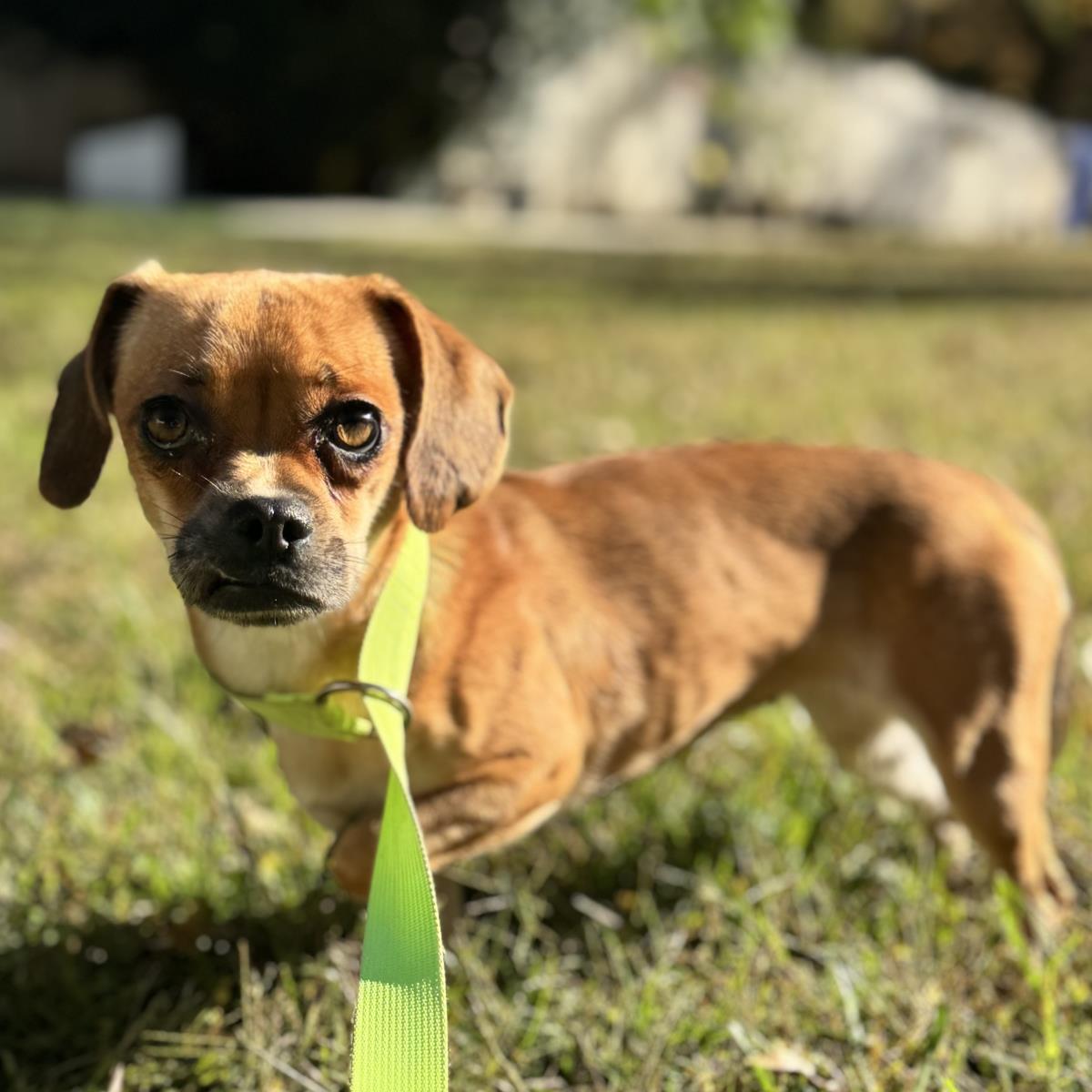 Enlarge Agnes, a Adoptable Chihuahua in Locust Fork, AL image 3/3