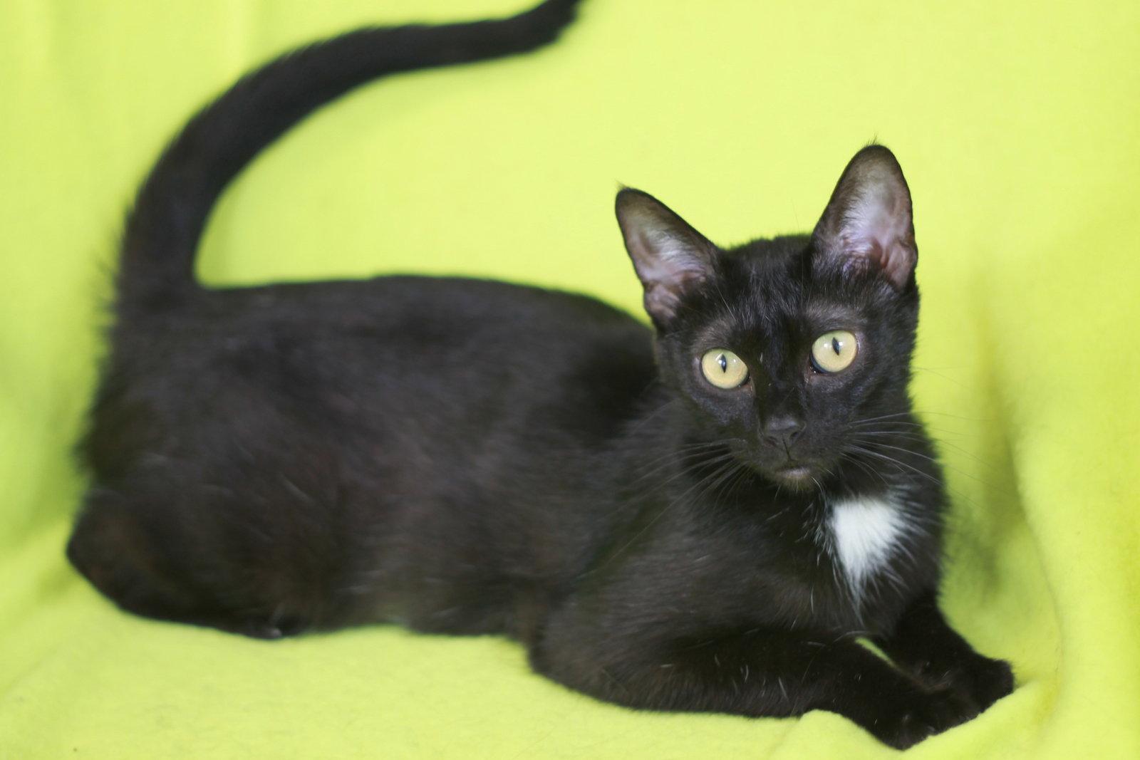 Clover - SEE ME @ PETCO!, Adoptable, Adult Female Domestic Short Hair.