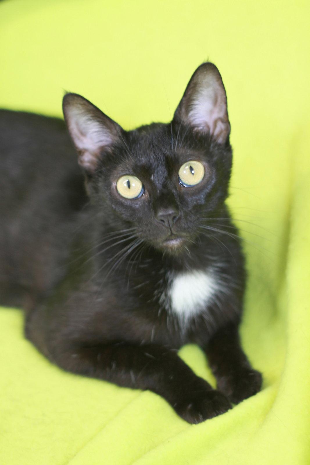 Clover - SEE ME @ PETCO!, a Adoptable Domestic Short Hair in Cookeville, TN image 2/3