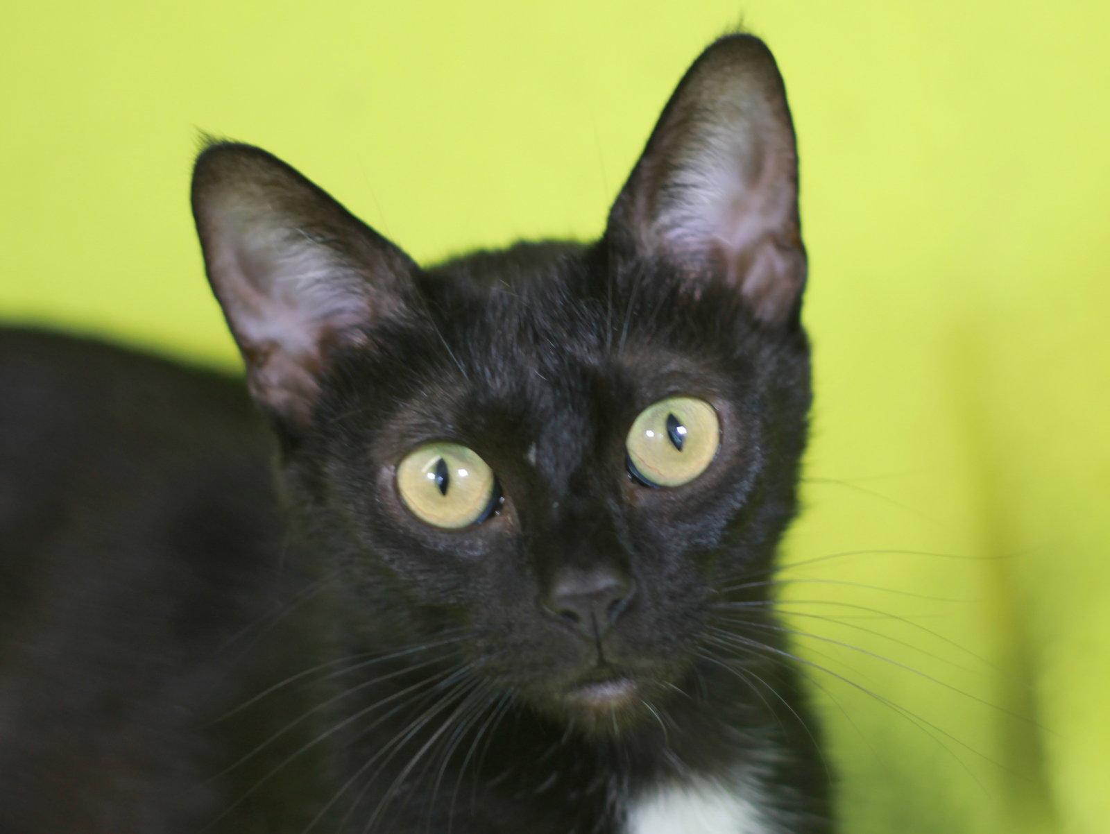 Clover - SEE ME @ PETCO!, a Adoptable Domestic Short Hair in Cookeville, TN image 3/3