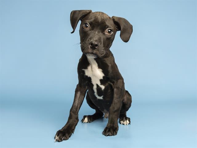 Enlarge CHARLIE BROWN, a Adoptable Pit Bull Terrier in Phoenix, AZ image 1/1
