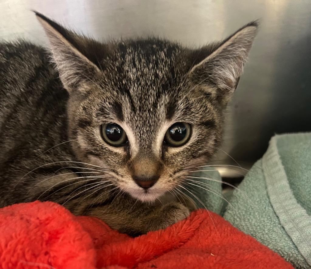 Moondrop thumbnail 2