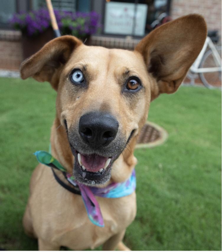 Piper, a Adoptable mixed breed in Decatur, GA image 1/3