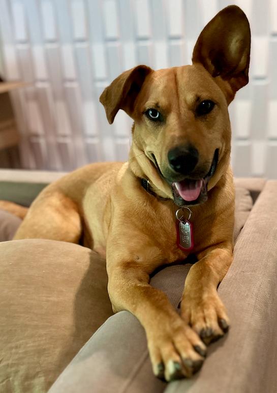 Piper, a Adoptable mixed breed in Decatur, GA image 1/3