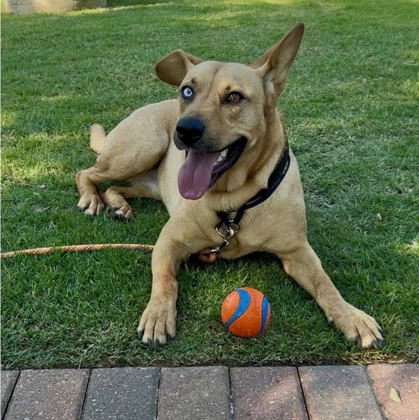 Piper, Adoptable, Young Female Australian Shepherd & Cattle Dog.