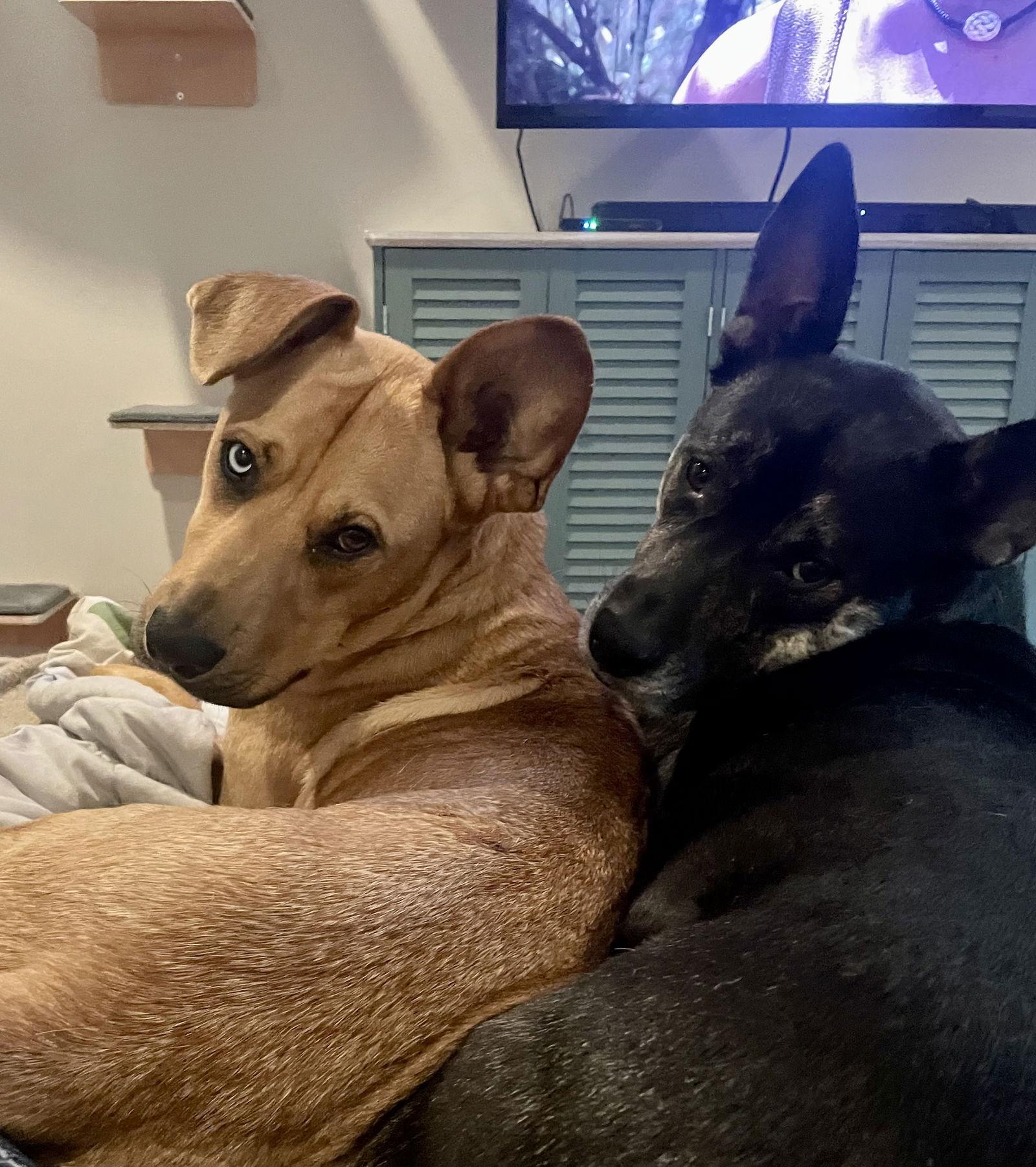 Enlarge Piper, a Adoptable mixed breed in Decatur, GA image 2/3