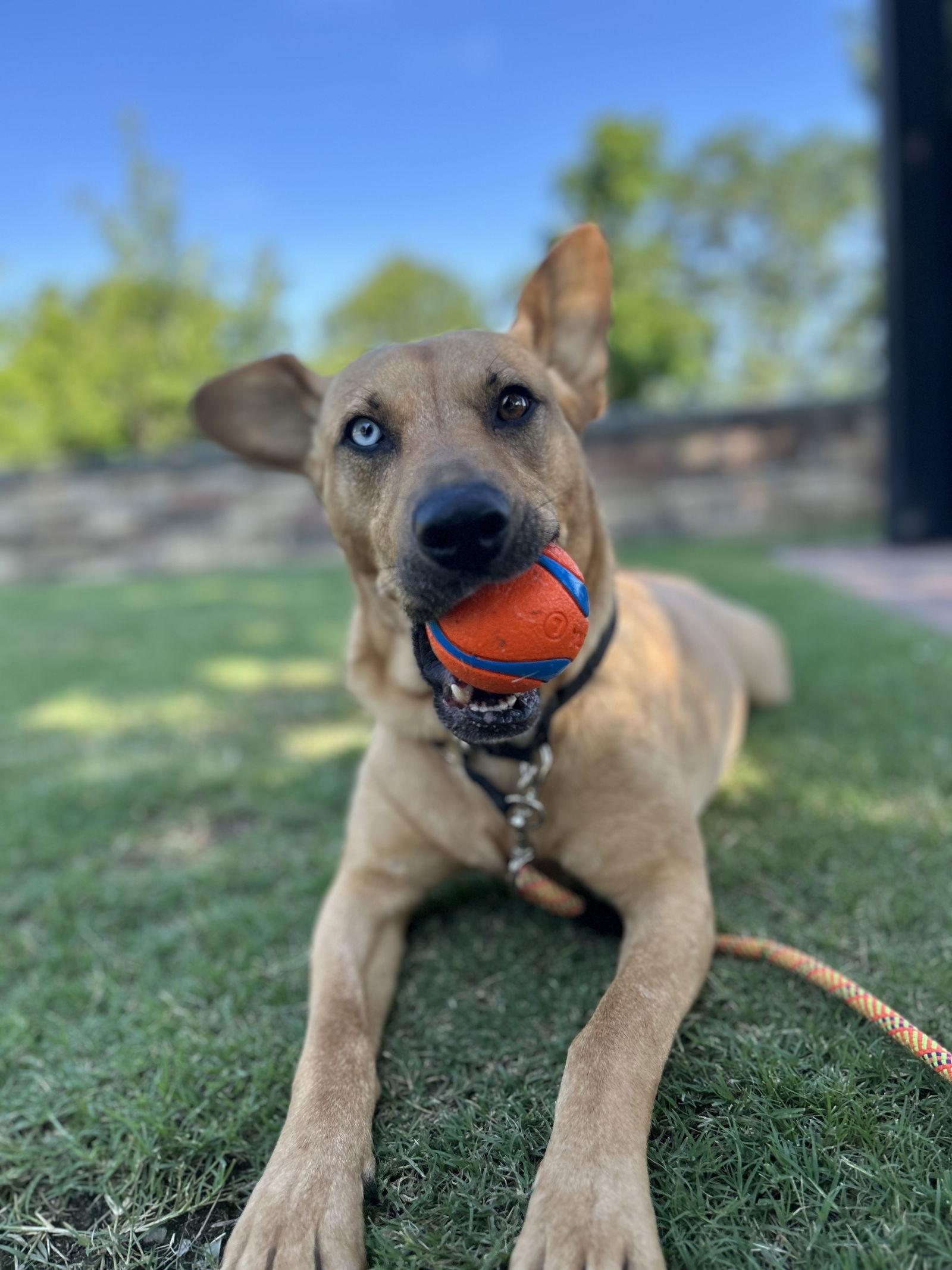 Piper, a Adoptable mixed breed in Decatur, GA image 2/3