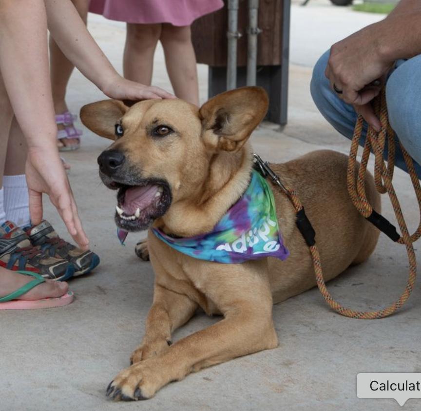 Piper, a Adoptable mixed breed in Decatur, GA image 3/3