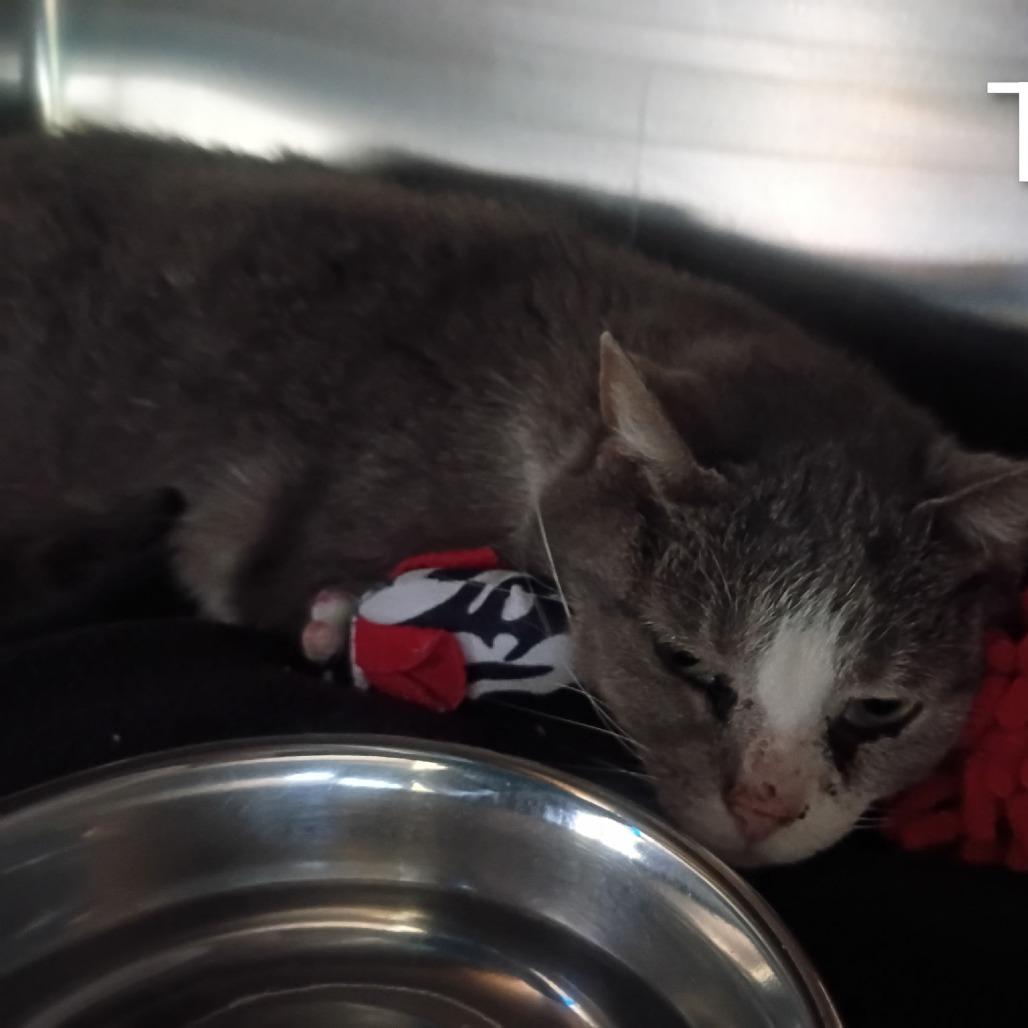 Enlarge Tuna, a Adoptable Domestic Short Hair in Knoxville, TN image 1/1