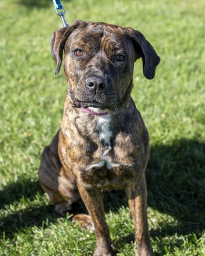 Medusa, Adoptable, Adult Female Cane Corso.