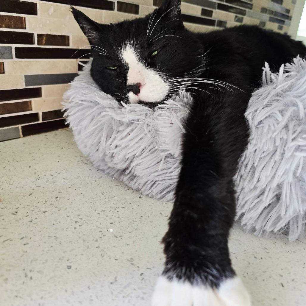 Grand Prince — thumbnail 3