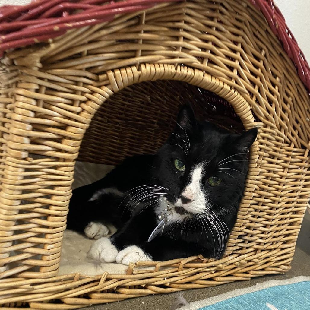 Grand Prince — thumbnail 4