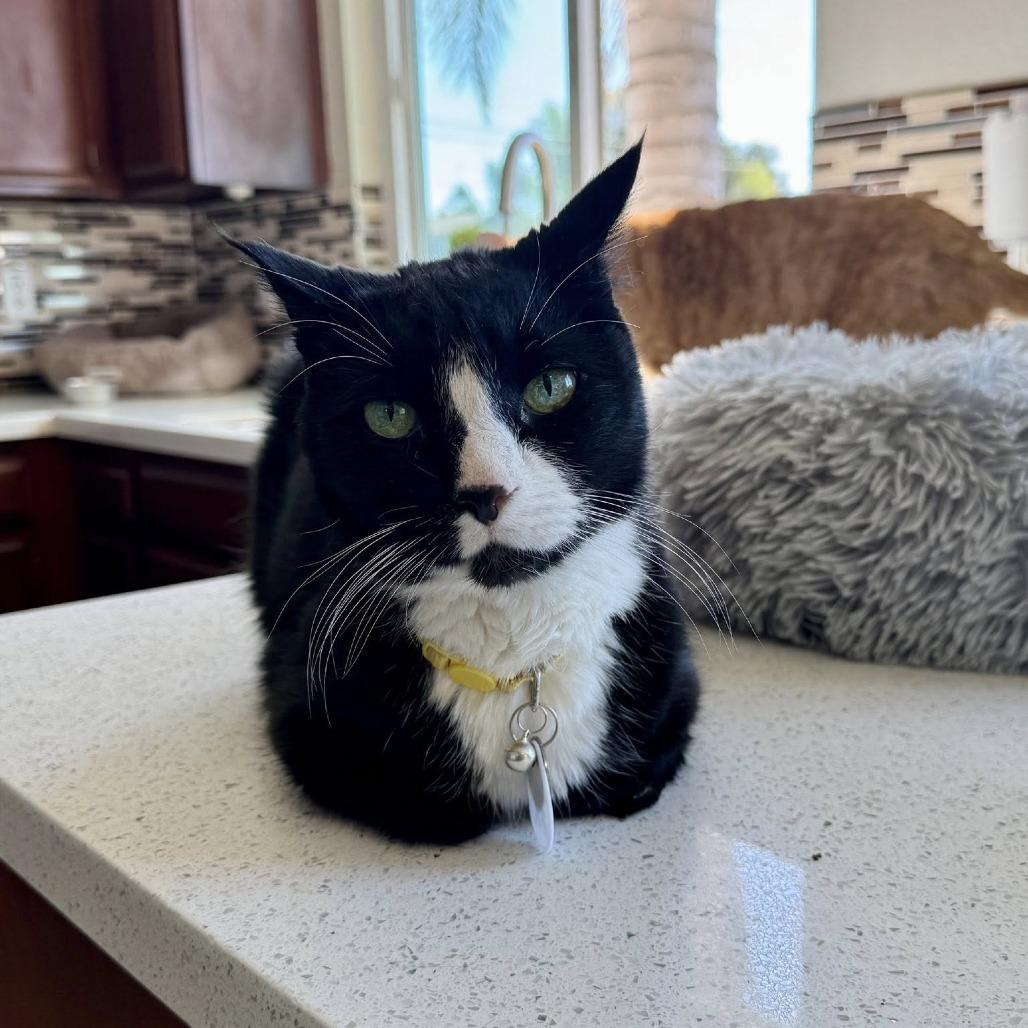 Grand Prince — thumbnail 6